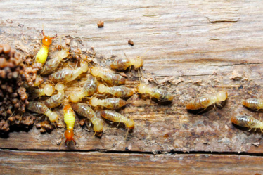 Waspada! Ini Ciri-Ciri Perabotan Rumah yang Diserang Rayap