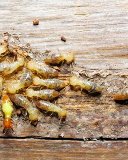 Waspada! Ini Ciri-Ciri Perabotan Rumah yang Diserang Rayap